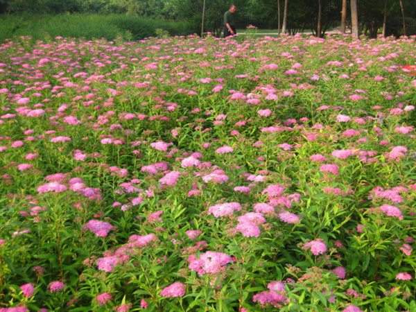 粉花繡線(xiàn)菊