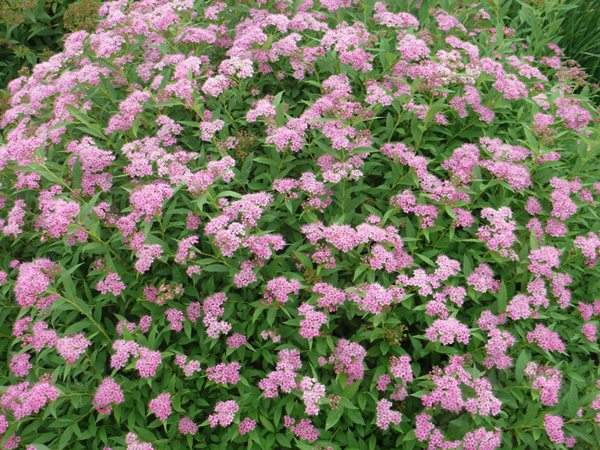 粉花繡線(xiàn)菊