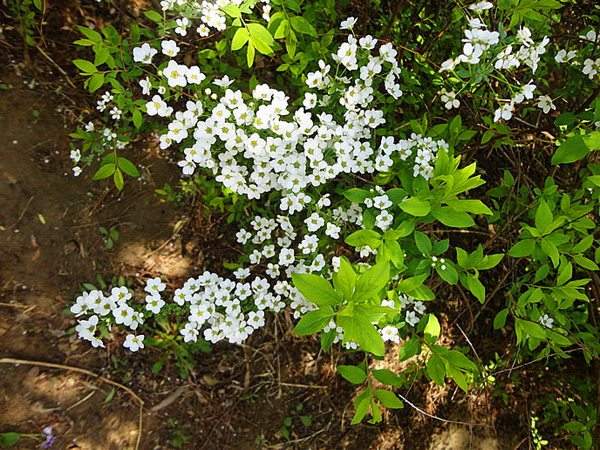 繡線(xiàn)菊