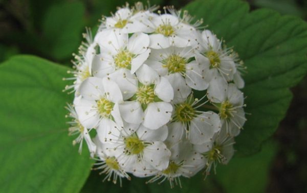中華繡線(xiàn)菊