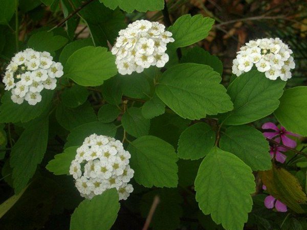 中華繡線(xiàn)菊
