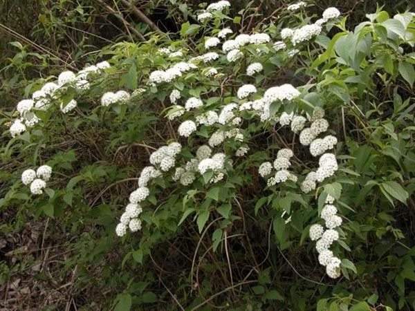 中華繡線(xiàn)菊