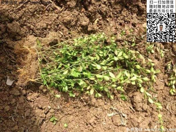 繡線(xiàn)菊