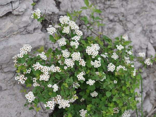 三裂繡線(xiàn)菊