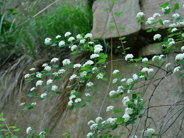 三裂繡線(xiàn)菊