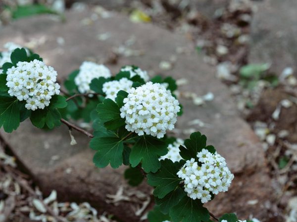 三裂繡線(xiàn)菊
