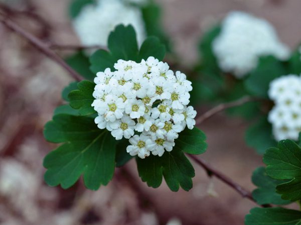 三裂繡線(xiàn)菊