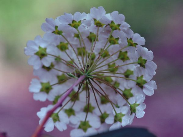 三裂繡線(xiàn)菊