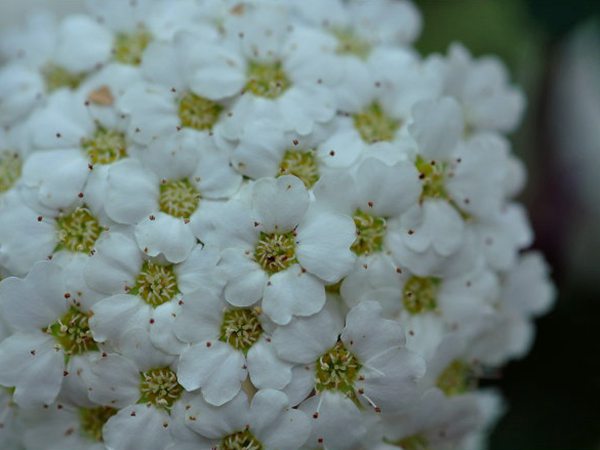三裂繡線(xiàn)菊