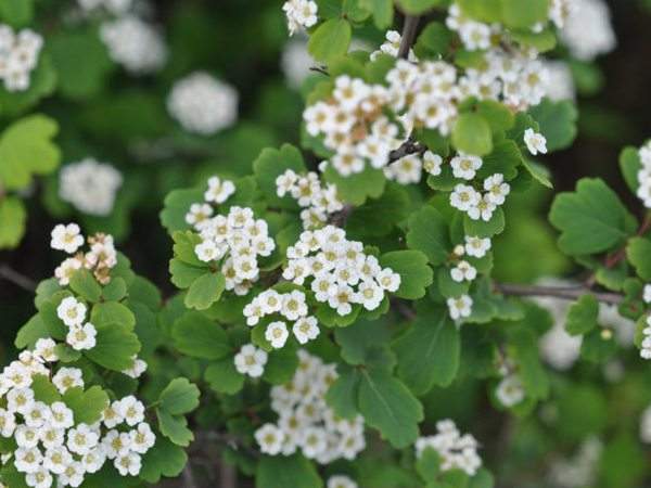 三裂繡線(xiàn)菊