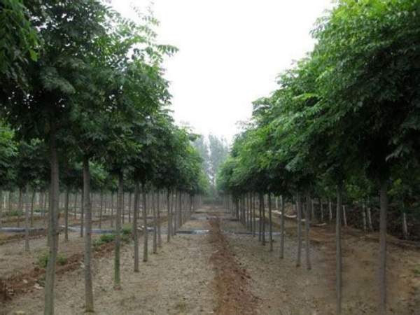 欒樹(shù)規格 欒樹(shù)規格
