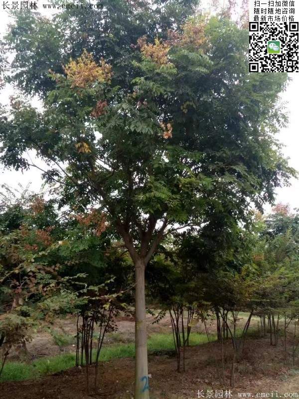 欒樹(shù) 欒樹(shù)
