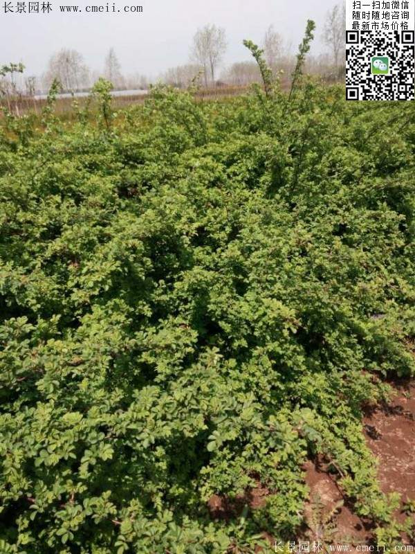 沭陽(yáng)薔薇花 沭陽(yáng)薔薇花
