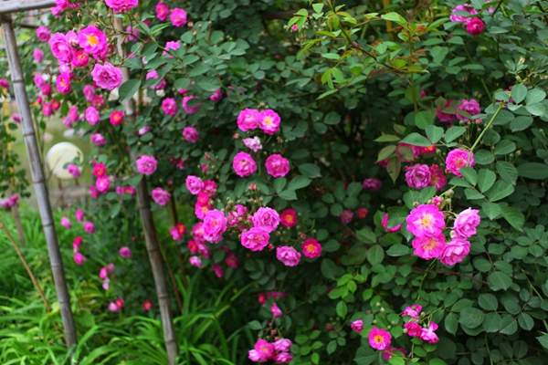 2016薔薇花多少錢(qián)一棵 2016薔薇花多少錢(qián)一棵