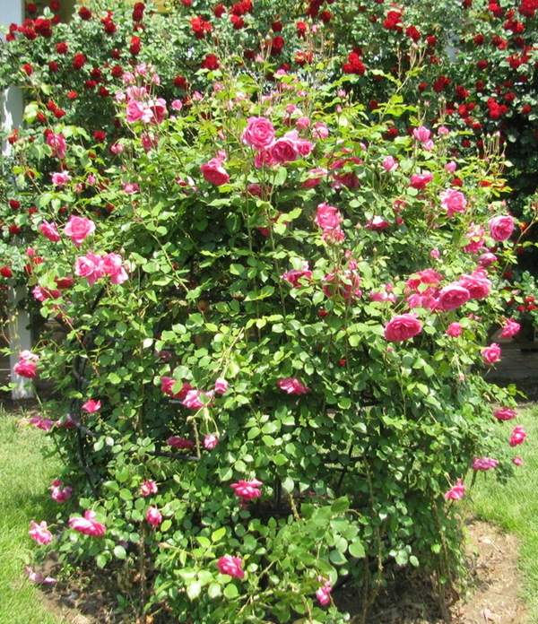 2016薔薇花多少錢(qián)一棵 2016薔薇花多少錢(qián)一棵