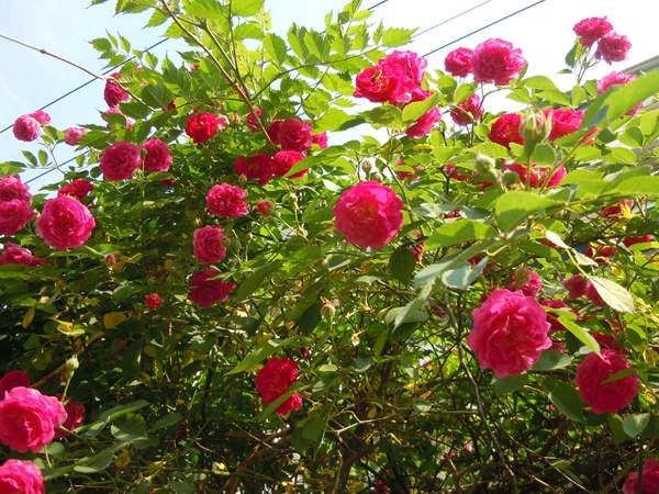 2016薔薇花多少錢(qián)一棵 2016薔薇花多少錢(qián)一棵