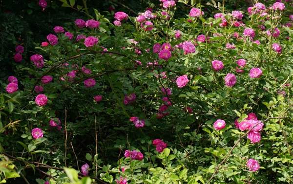 2016薔薇花多少錢(qián)一棵 2016薔薇花多少錢(qián)一棵