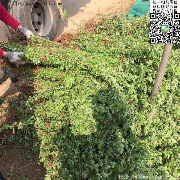 2016薔薇花多少錢(qián)一棵 2016薔薇花多少錢(qián)一棵