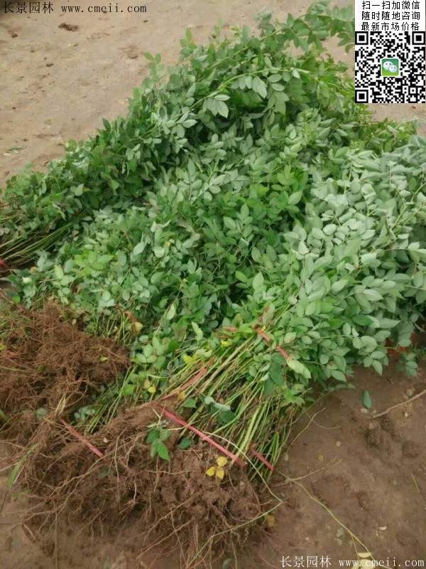 2016薔薇花多少錢(qián)一棵 2016薔薇花多少錢(qián)一棵