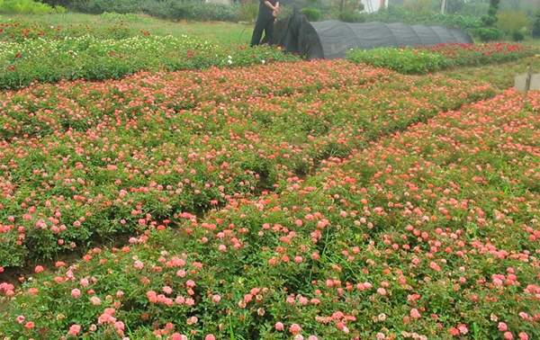 2016薔薇花多少錢(qián)一棵 2016薔薇花多少錢(qián)一棵