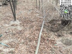 專(zhuān)家告訴你，為什么5公分櫸樹(shù)在園林界最暢銷(xiāo)