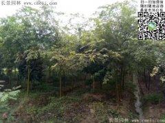 珍貴的紅櫸樹(shù)在我這，只珍不貴！
