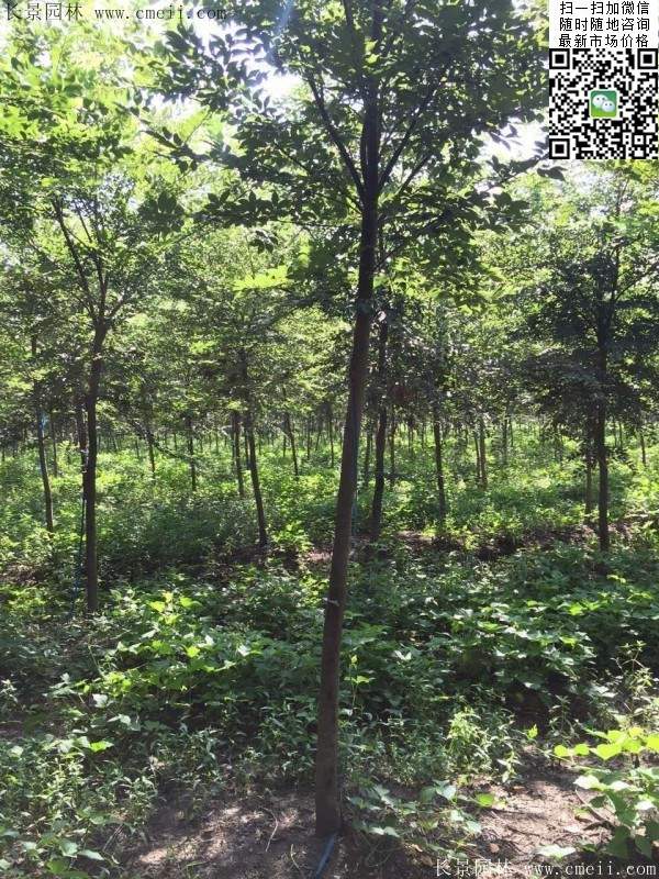 櫸樹(shù)哪里便宜?麻煩推薦一家大型,有誠信的單位!
