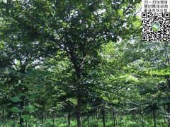 目前國內櫸樹(shù)哪里最多，你一定不知