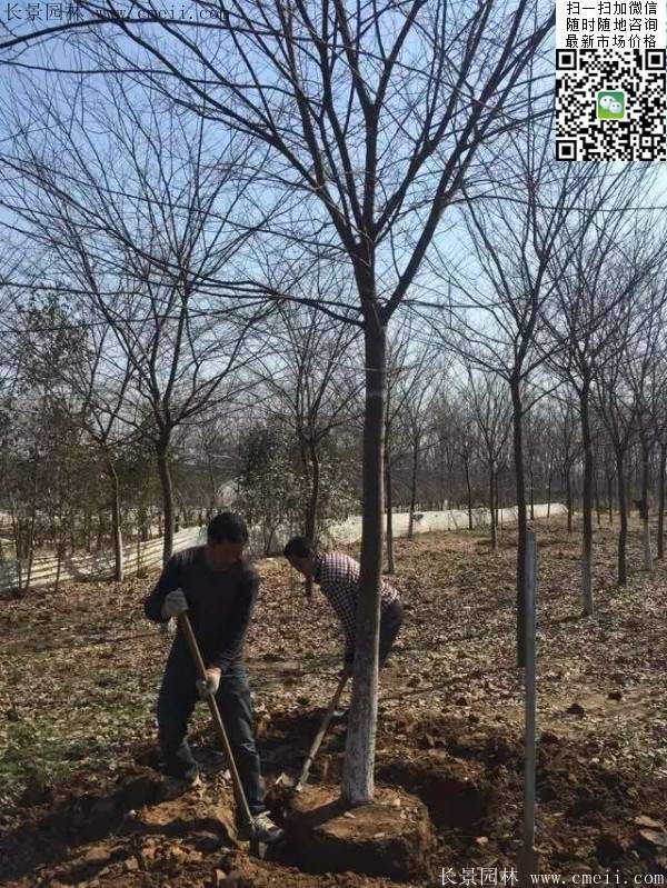 便宜的櫸樹(shù)