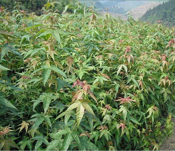 青楓樹(shù)的優(yōu)勢 青楓樹(shù)的優(yōu)勢