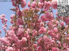 早櫻、晚櫻都是櫻，但你知道那款櫻花是最被看