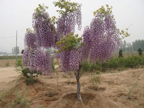 紫藤樹(shù)