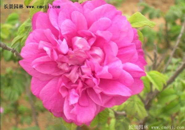 進(jìn)口玫瑰花與國產(chǎn)玫瑰花的區別