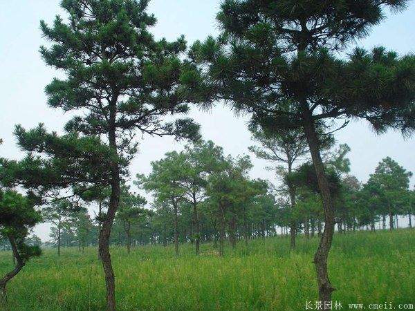 優(yōu)質(zhì)黑松樹(shù) 優(yōu)質(zhì)黑松樹(shù)