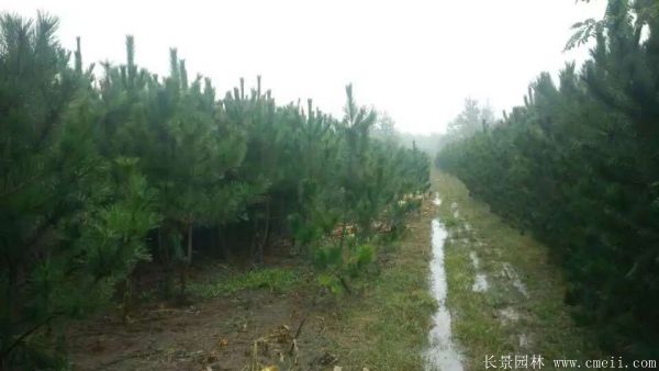 沭陽(yáng)黑松 沭陽(yáng)黑松