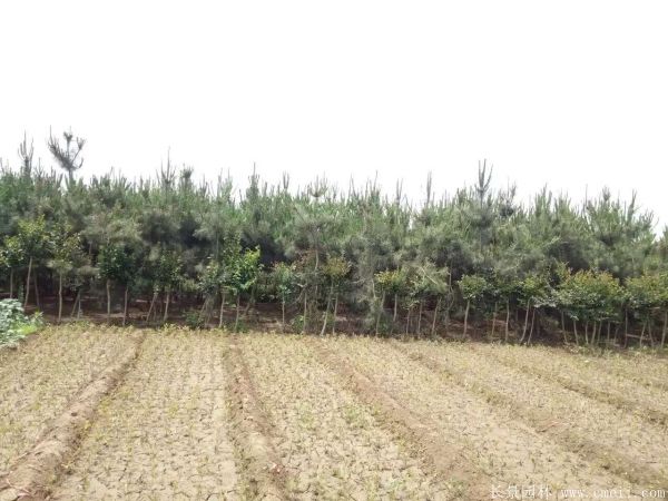 2016沭陽(yáng)黑松樹(shù)的規格 2016沭陽(yáng)黑松樹(shù)的規格