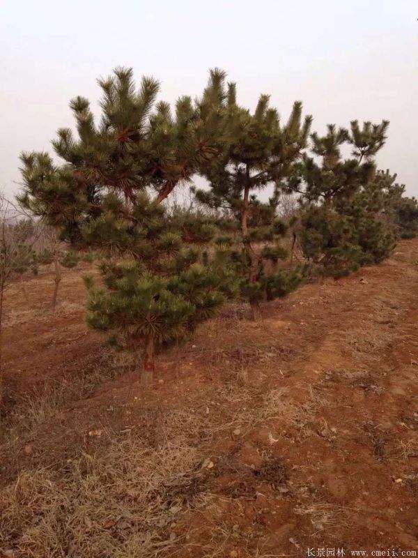 沭陽(yáng)黑松的規格