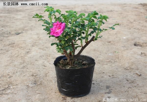 低價(jià)銷(xiāo)售優(yōu)質(zhì)玫瑰苗
