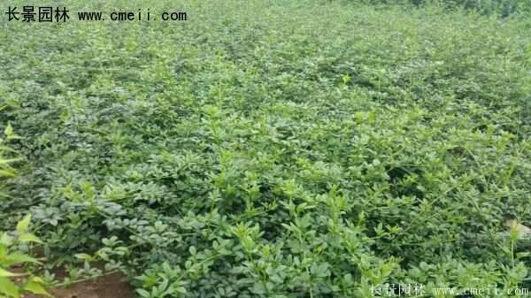 沭陽(yáng)迎春花 沭陽(yáng)迎春花