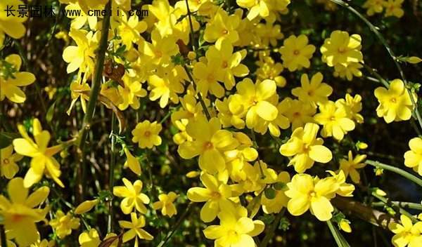沭陽(yáng)迎春花 沭陽(yáng)迎春花