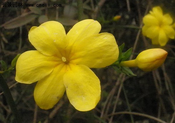 沭陽(yáng)迎春花 沭陽(yáng)迎春花