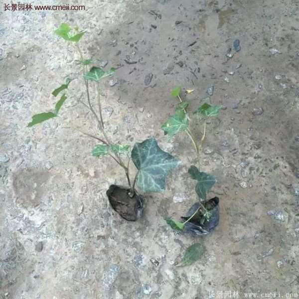 爬山虎苗