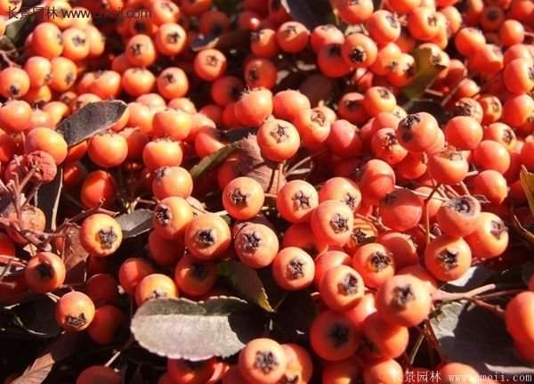 沭陽(yáng)火棘球 沭陽(yáng)火棘球