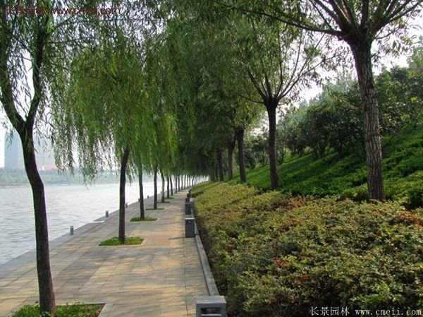 沭陽(yáng)火棘專(zhuān)賣(mài) 沭陽(yáng)火棘專(zhuān)賣(mài)