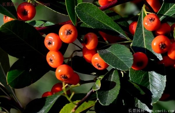 沭陽(yáng)火棘的標準