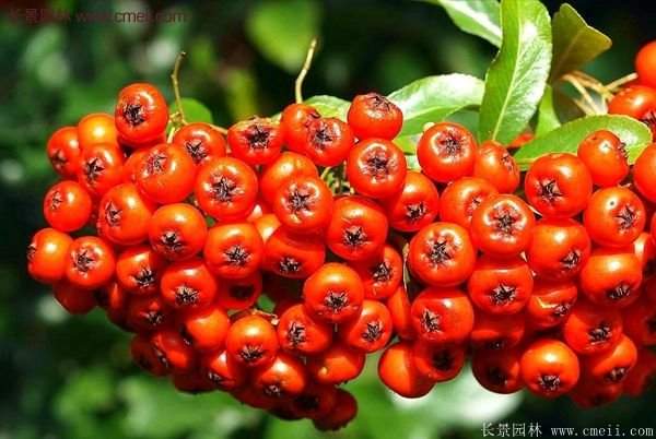 沭陽(yáng)的火棘 沭陽(yáng)的火棘