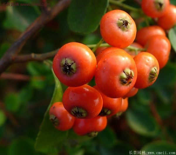 沭陽(yáng)火棘苗、火棘球 沭陽(yáng)火棘苗、火棘球