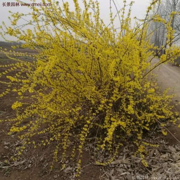 沭陽(yáng)連翹價(jià)格 沭陽(yáng)連翹價(jià)格
