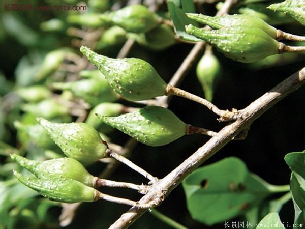 沭陽(yáng)連翹的行情 沭陽(yáng)連翹的行情