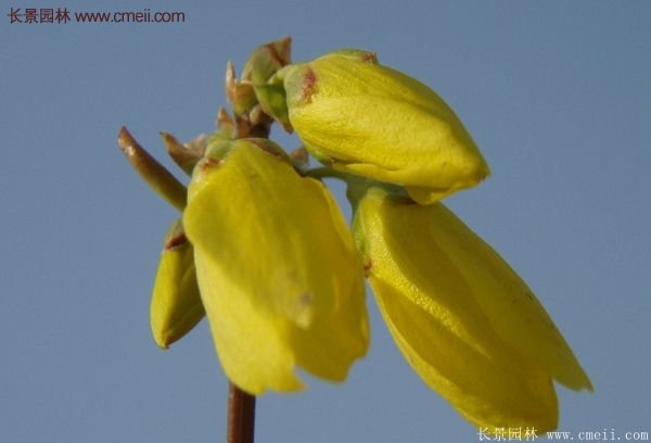 沭陽(yáng)連翹的行情 沭陽(yáng)連翹的行情